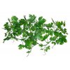 Lucky Reptile Jungle Vine