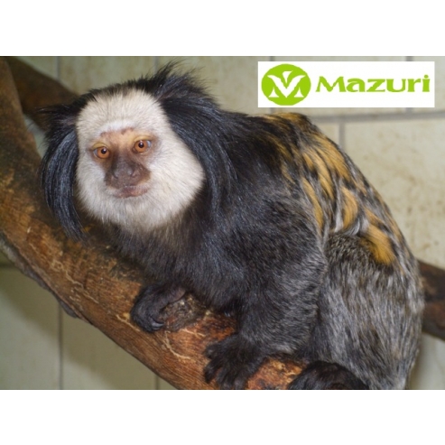 Mazuri Marmoset Jelly 500g