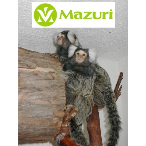 Mazuri Marmoset Mini Marex 1kg