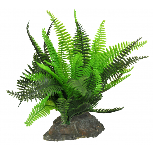 Lucky Reptile Fern