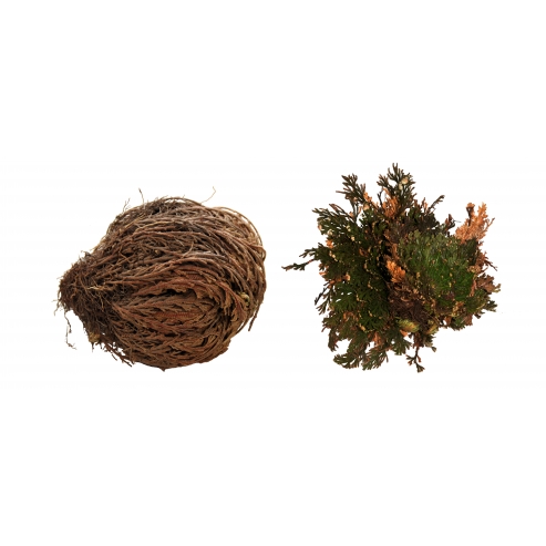 Lucky Reptile "Rose of Jericho"