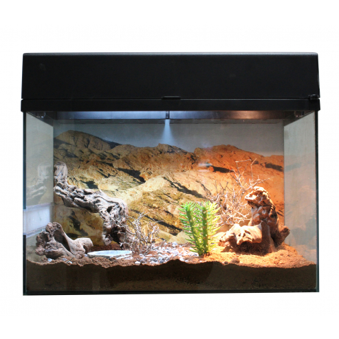 Lucky Reptile Starter Kit Desert Gecko